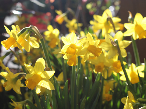 Daffodils growing in the sunshine - associated with Mother's Day